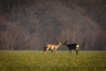 Deers in a green field with forest in background, beautiful wildlife