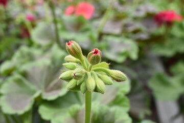 Geranie 'Chocolate Cherry'