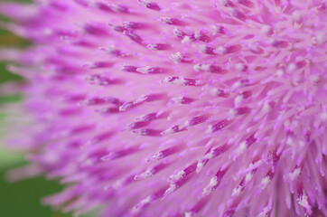 Pink flower macro. Thistle close-up