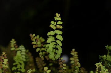 Fototapeta na wymiar green fern maidenhair filmy in the garden