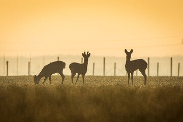 Fototapeta na wymiar Deers in a green field with forest in background, beautiful wildlife