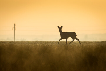Deers in a green field with forest in background, beautiful wildlife