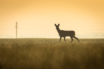 Deers in a green field with forest in background, beautiful wildlife