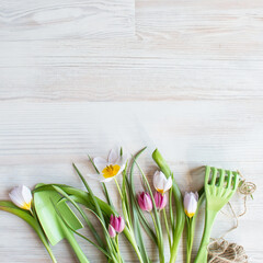 Garden tools and fresh garden tulips, spring flowers on white wooden background, copy space for text, square