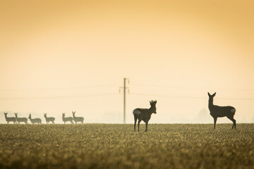 Deers in a green field with forest in background, beautiful wildlife