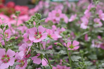 Fototapeta premium Kapmalve