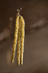 Ein Haselnussstrauch blüht