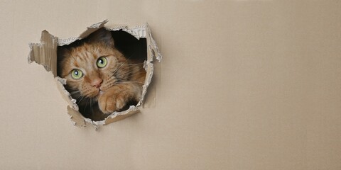 Funny ginger cat looking curious out of a hole in a cardboard box. Panoramic image with copy space.	