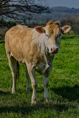 génisse au pâturage