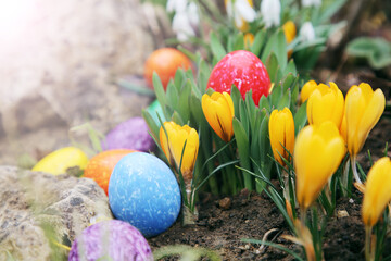 bunte Ostereier im Krokus
