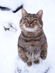 Cat on the hind legs against the background of snow