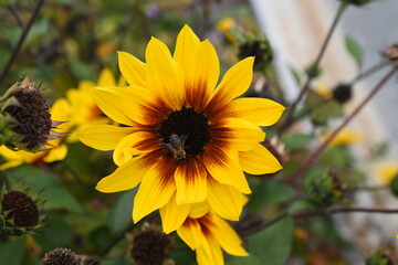 Obraz premium Beet-Sonnenblume