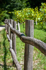 A fence of thin wooden logs around the vineyard. Green leaves of grapes on a sunny summer day. Handmade fence in the rays of the sun.