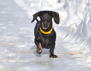 Black and tan dachshund walking on deep snow