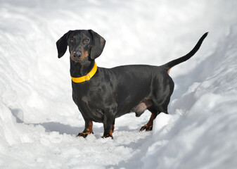 Black and tan dachshund walking on deep snow