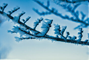 Frost