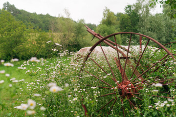 Old rustic farm equipment abandoned in a field full of daisies. 