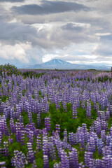 A roadside field of Alaskan lupins in southern Iceland