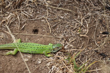 Lezard vert