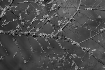 one bare spruce branch with lichen on a blurred background. black and white