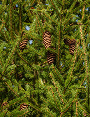 Christmas tree Picea abies in  evergreen landscaped garden. Brown cones on branches of Picea abies tree . Close-up. Clear sunny day. Original natural texture for New Year's design.