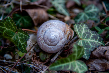 snail shell among the ivy
