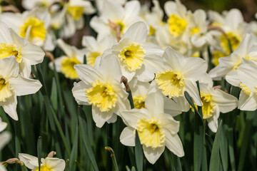 Narcissus Ice Follies flower grown in a garden