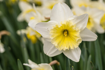 Narcissus Ice Follies flower grown in a garden