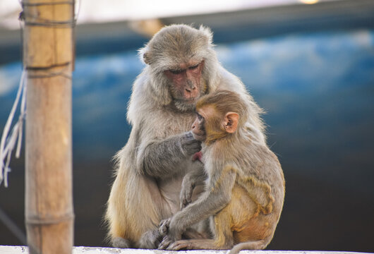 beautiful image of monkey in Haridwar, India