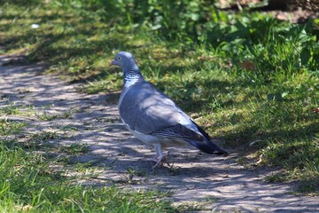 Pigeon in the green