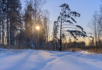 Winter forest landscape with an old pine tree and the sun peeking through the tree branches. The sun's rays touch the snow, from which it sparkles and shines. Cold evening in the Middle Urals (Russia)