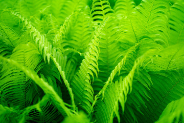 Beautiful fern leaves green foliage natural floral fern background in sunlight.