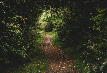 Path in fairytale woods. Forest in Copenhagen,  Nature of Denmark, Europa 
