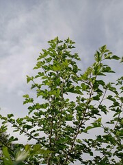leaves against blue sky