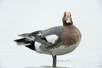 wigeon profile on white background