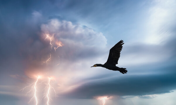 A bird flying in storming sky