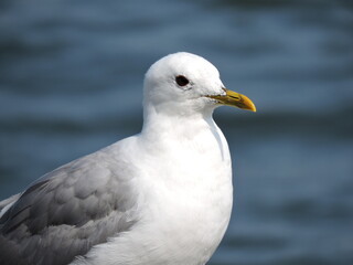 close up of a seagull