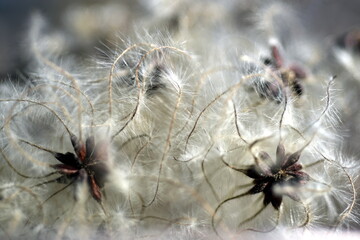 Nahaufnahme von Clematis-Samen