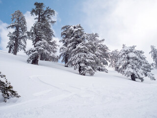 Fototapeta na wymiar Fir trees covered with snow in a ski resort