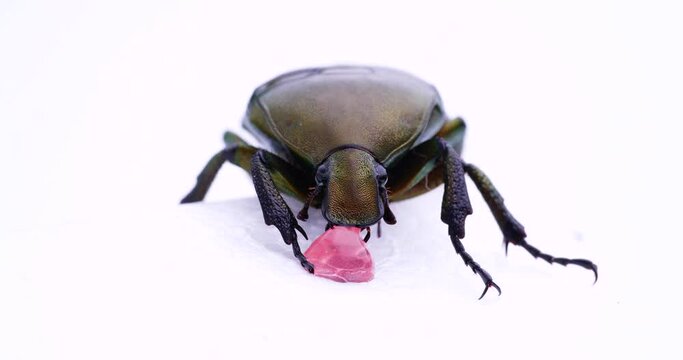 ゼリーを舐めるカナブンの白背景動画
