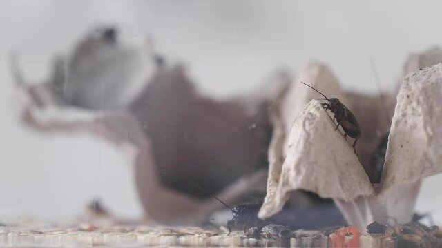 Two-spotted crickets crawl on the bank. Food for domestic reptiles. Video.