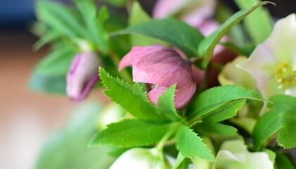 クリスマスローズの花束