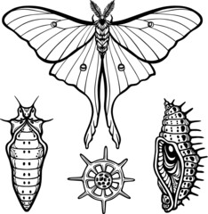 Set of decorative elements:  butterfly, doll, larva, radiolaria. Linear drawing isolated on a white background. Vector illustration. Print, posters, t-shirt, textiles.