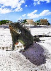 Iguana on a beach in Curacao