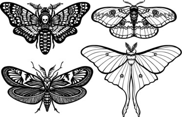 Set of decorative butterflies. Monochrome drawing isolated on a white background.. Vector illustration. Print, posters, t-shirt, textiles.