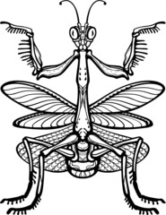  Graphic decorative image of the Mantis. The linear drawing isolated on a white background. Vector illustration.