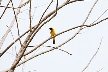 Alone little bird sitting on the branch tree. selective focus