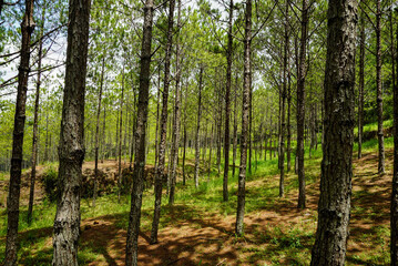 Pine tree forest on a hillside in Dalat, Vietnam