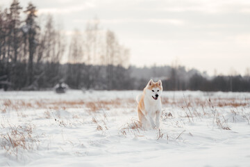 Akita inu dog running in snowy winter landscape