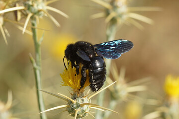 Closeup on a violet carpenter bee, Xylocopa violaceaeon a Yellow starthistle, Centaurea solstitialis